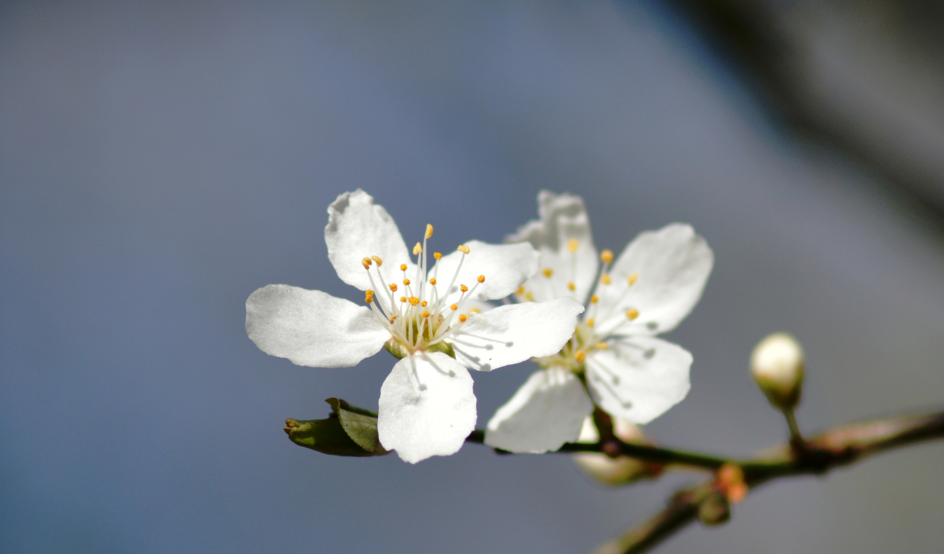 Frühling ~ 1 / Spring ~ 1