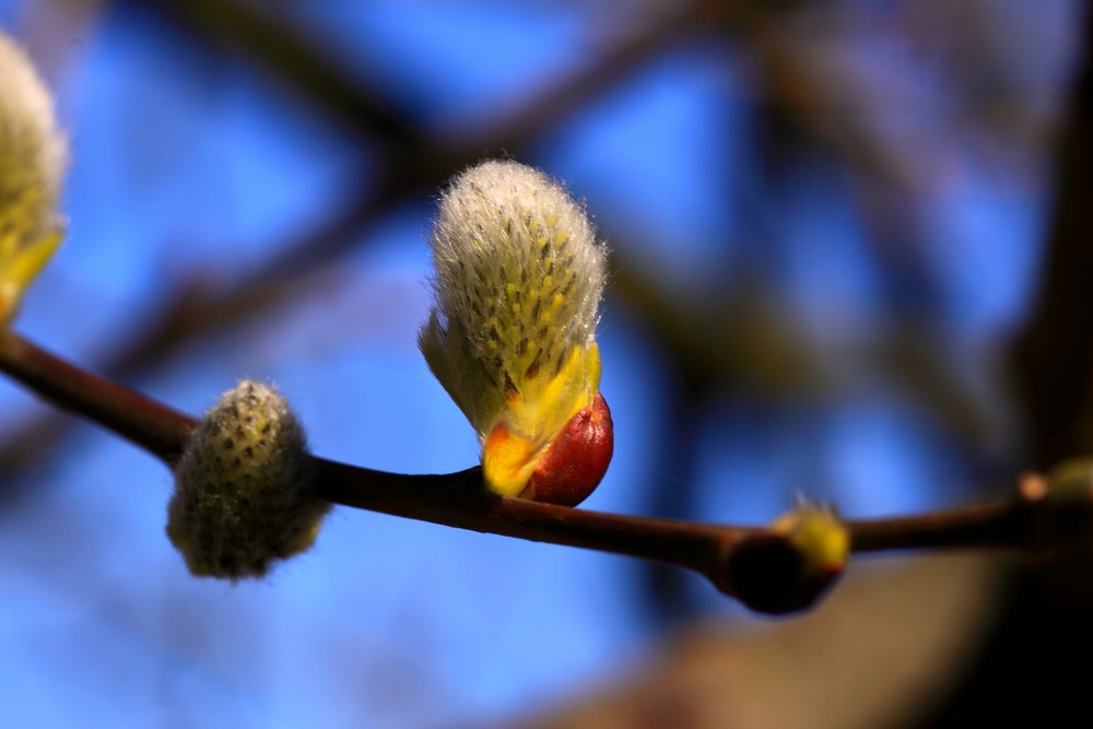 Frühling (10)