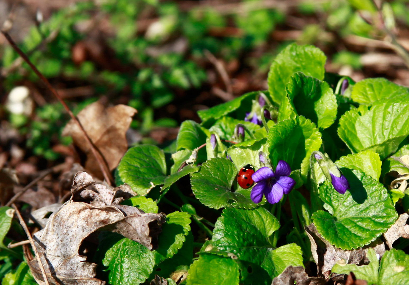 Frühling