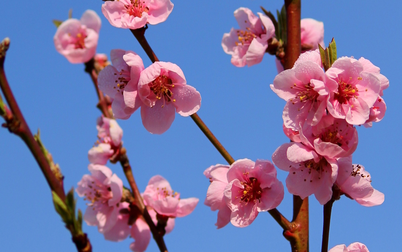 Frühling