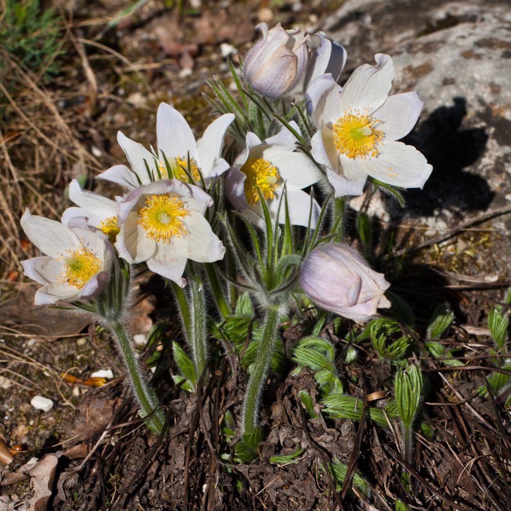 Frühling