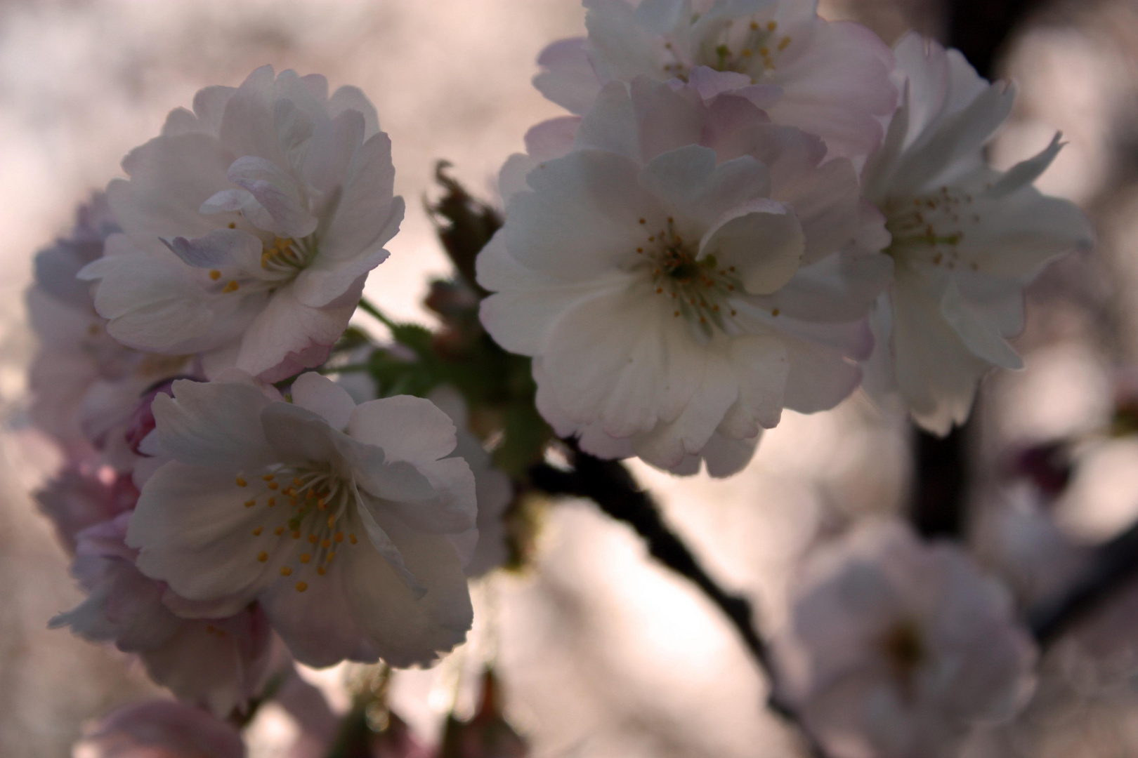 Frühling