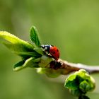 Frühling