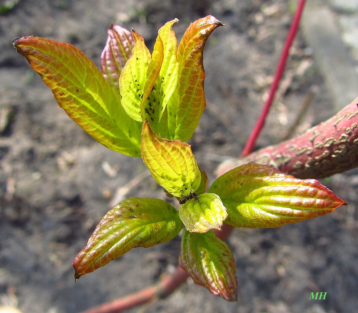 Frühling