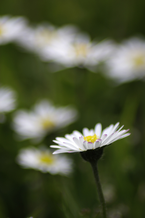 Frühling