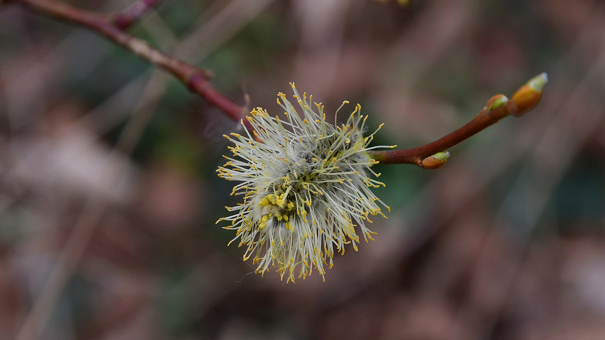 Frühling