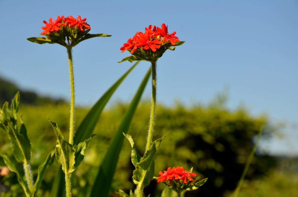 Frühling