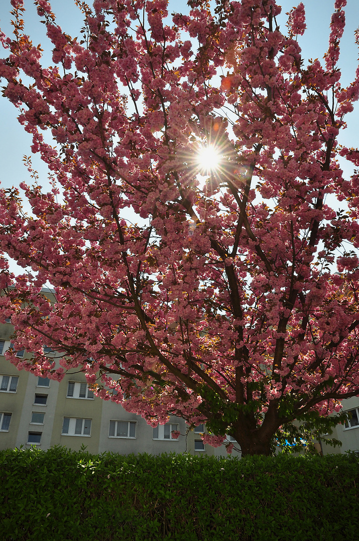 Frühling