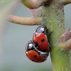 Frühling :-) 