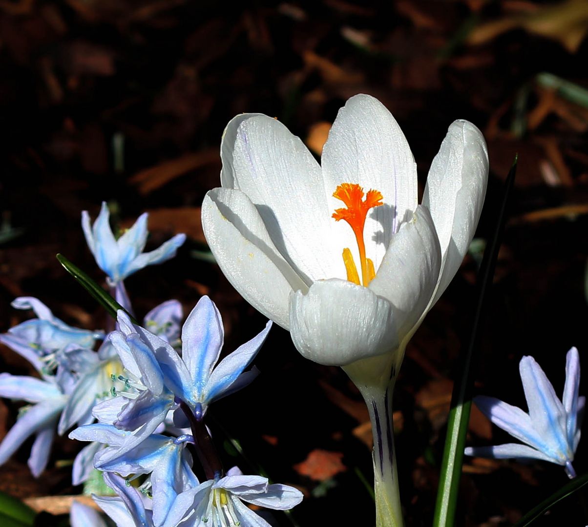 Frühling ...