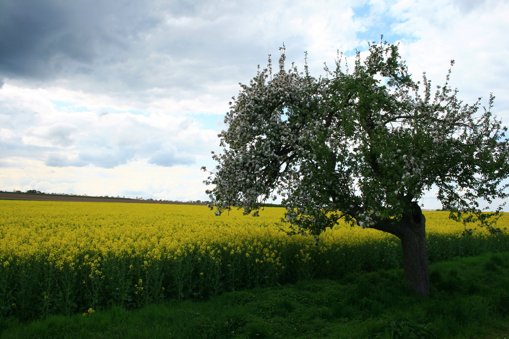 Frühling