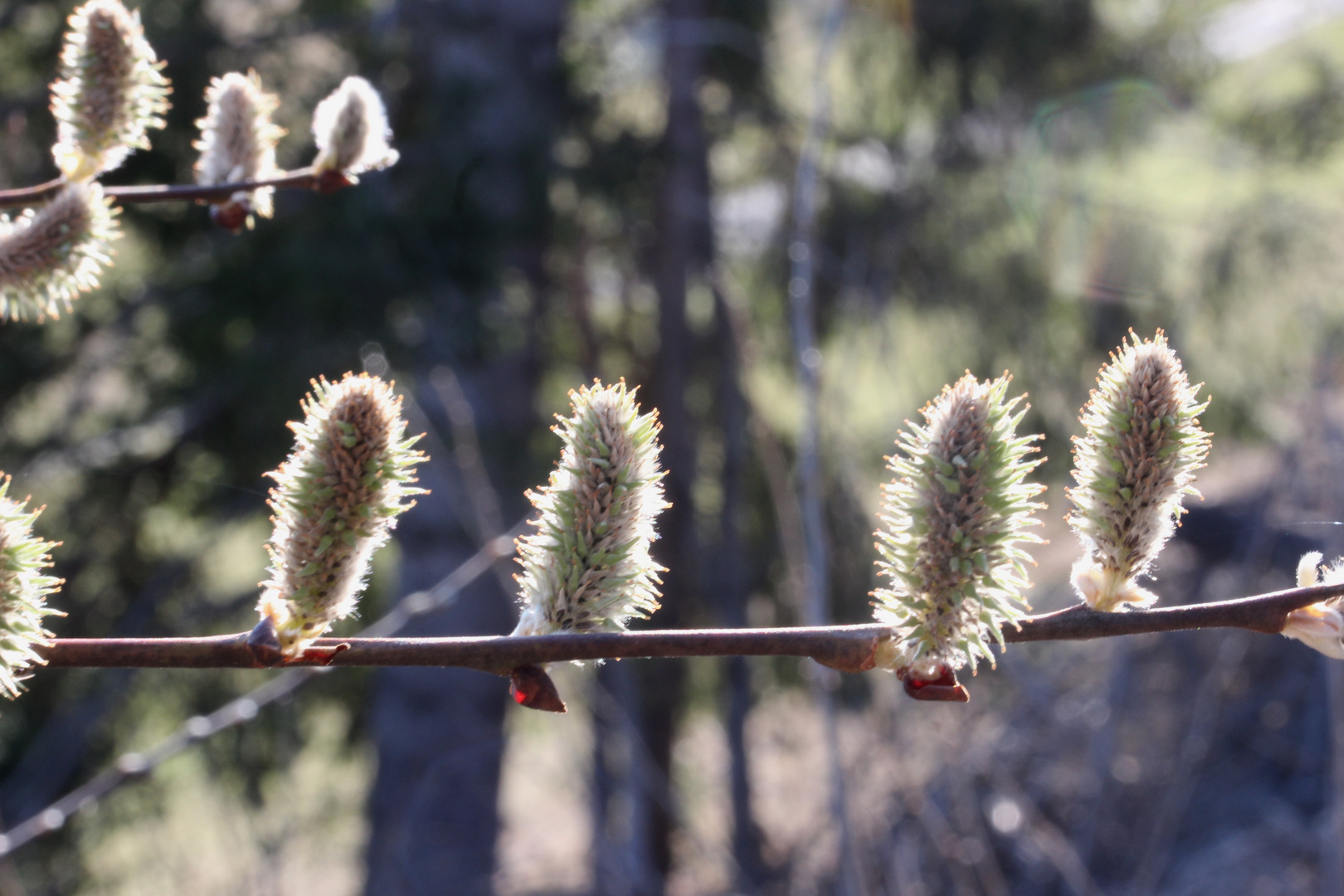 Frühling