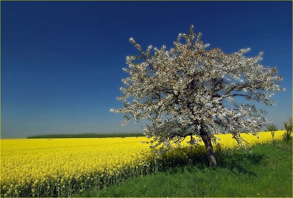 Frühling