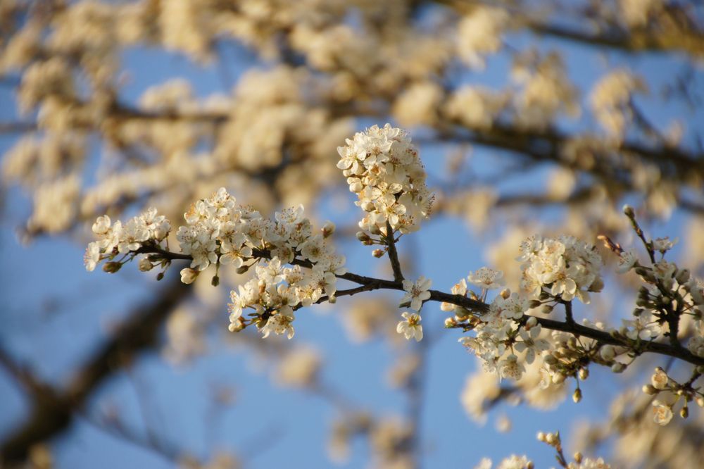 Frühling