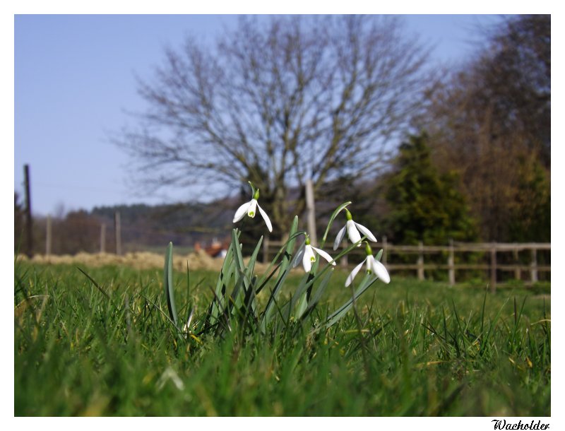 Frühling '14 in Nordlippe