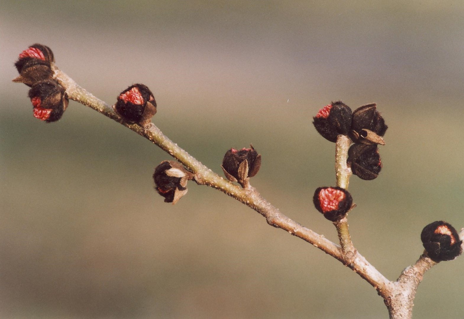 Frühling