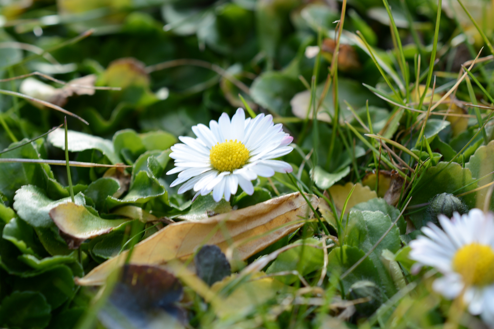 Frühling