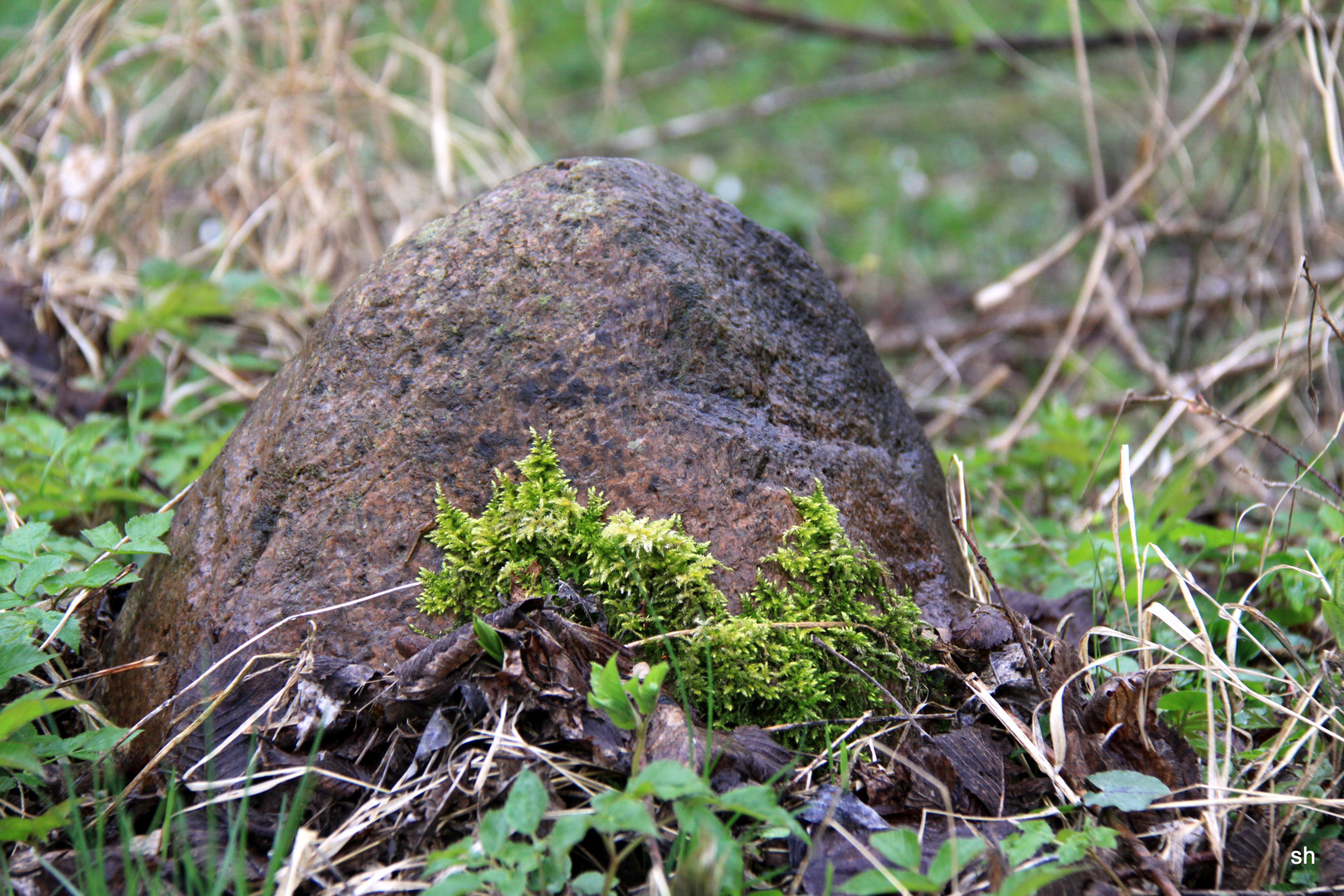 Frühling