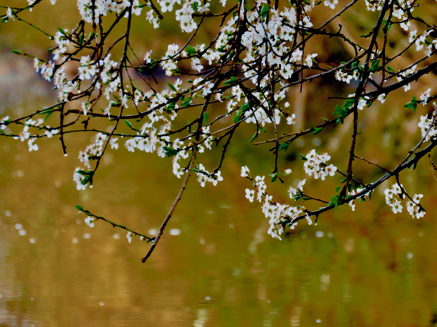 Frühling