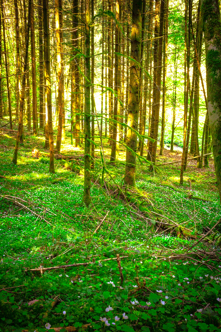 Frühling