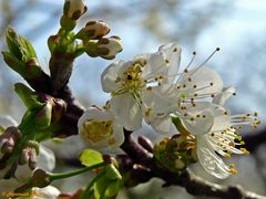 Frühling