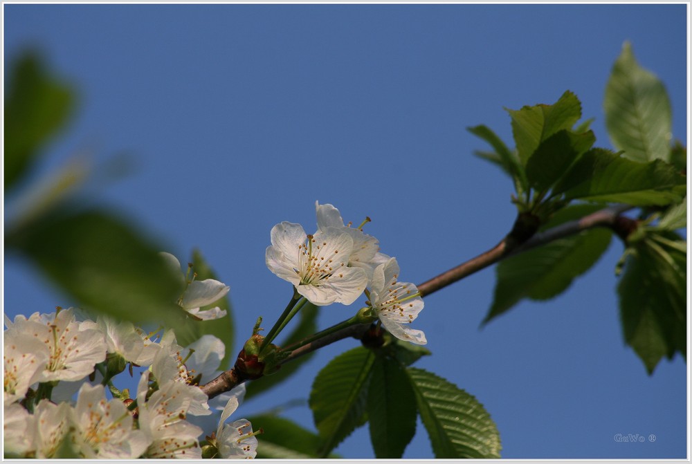 Frühling