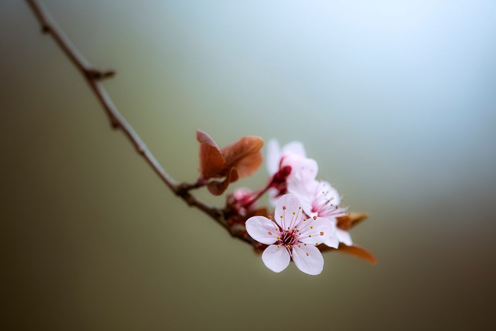 ... Frühling ...