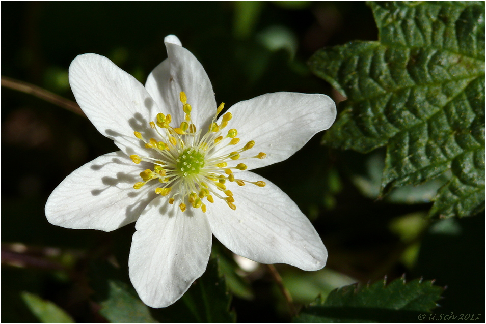 Frühling