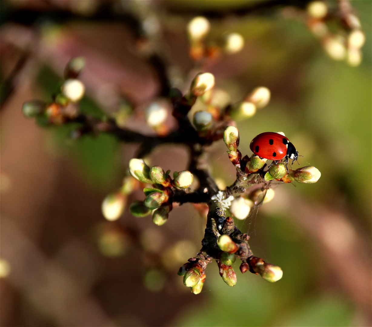 ° FRÜHLING °