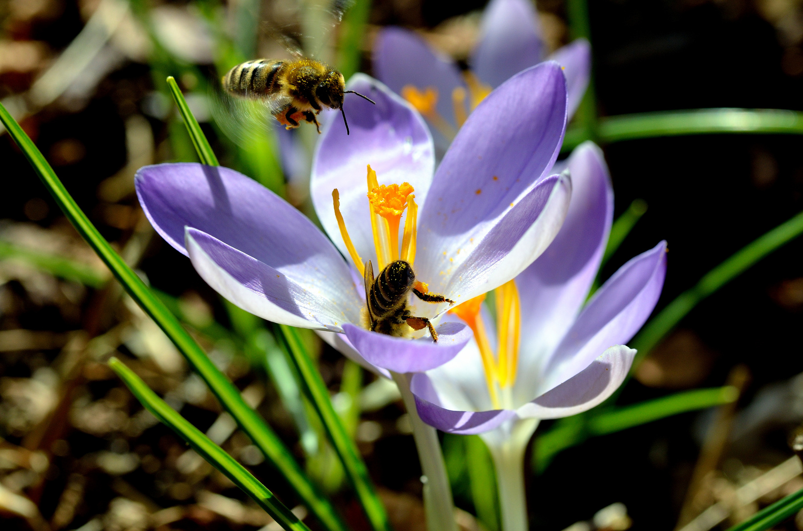 Frühling