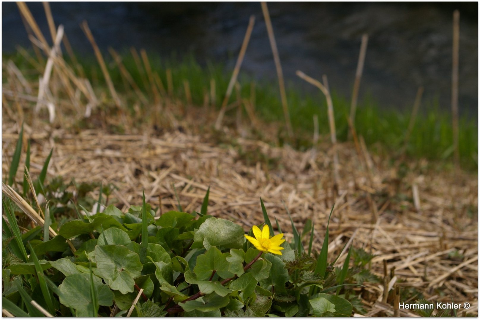 Frühling