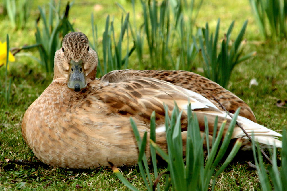 Frühling