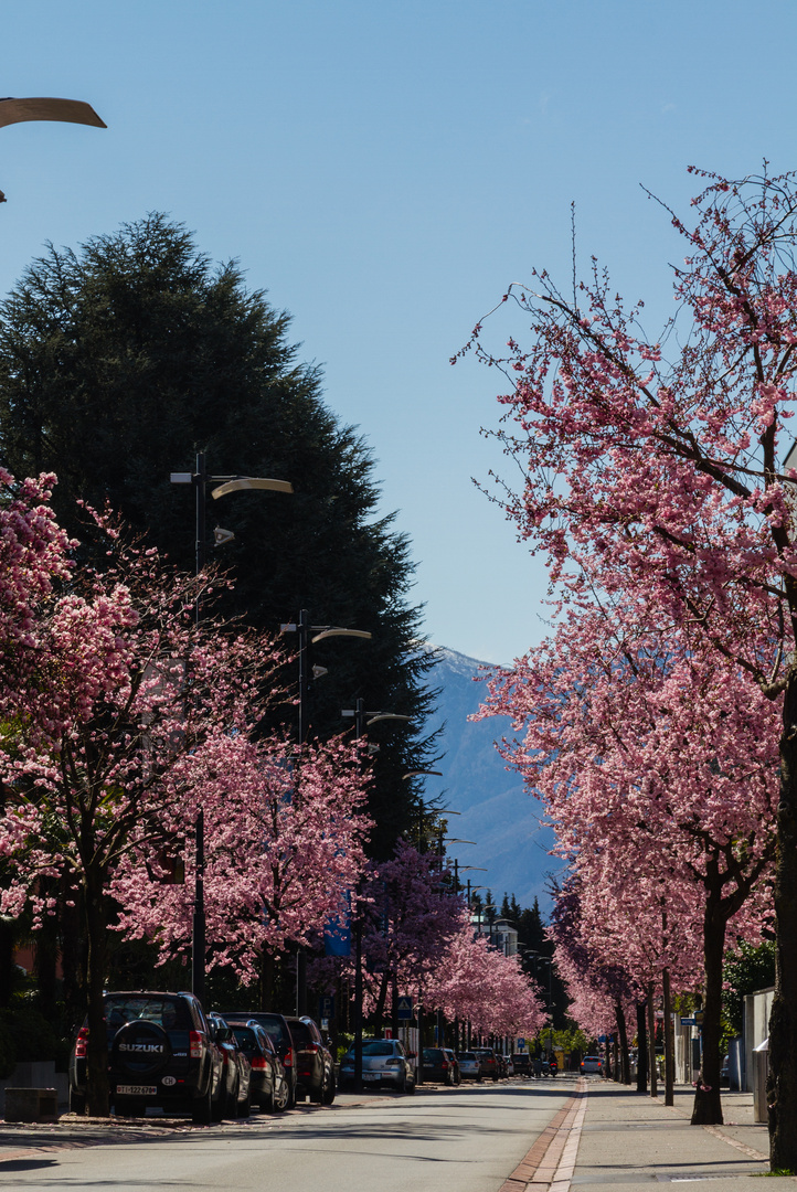 Frühling