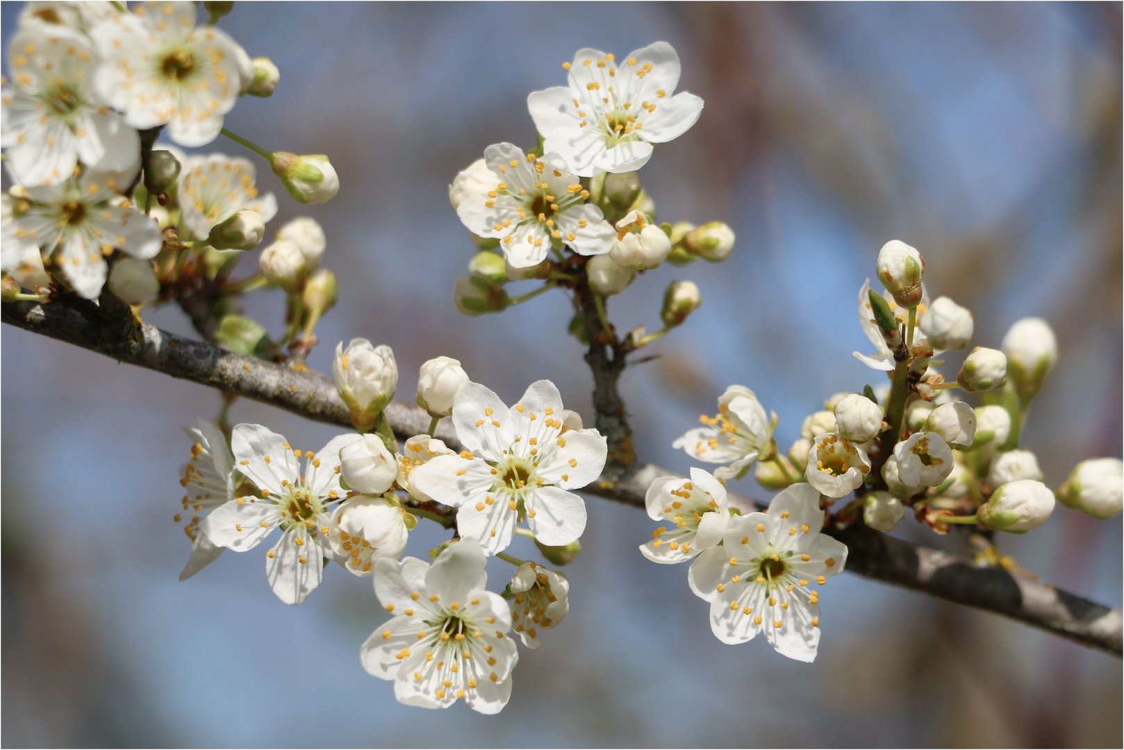 - Frühling -