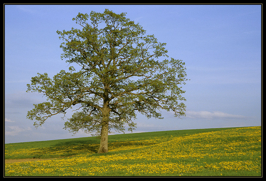 Frühling