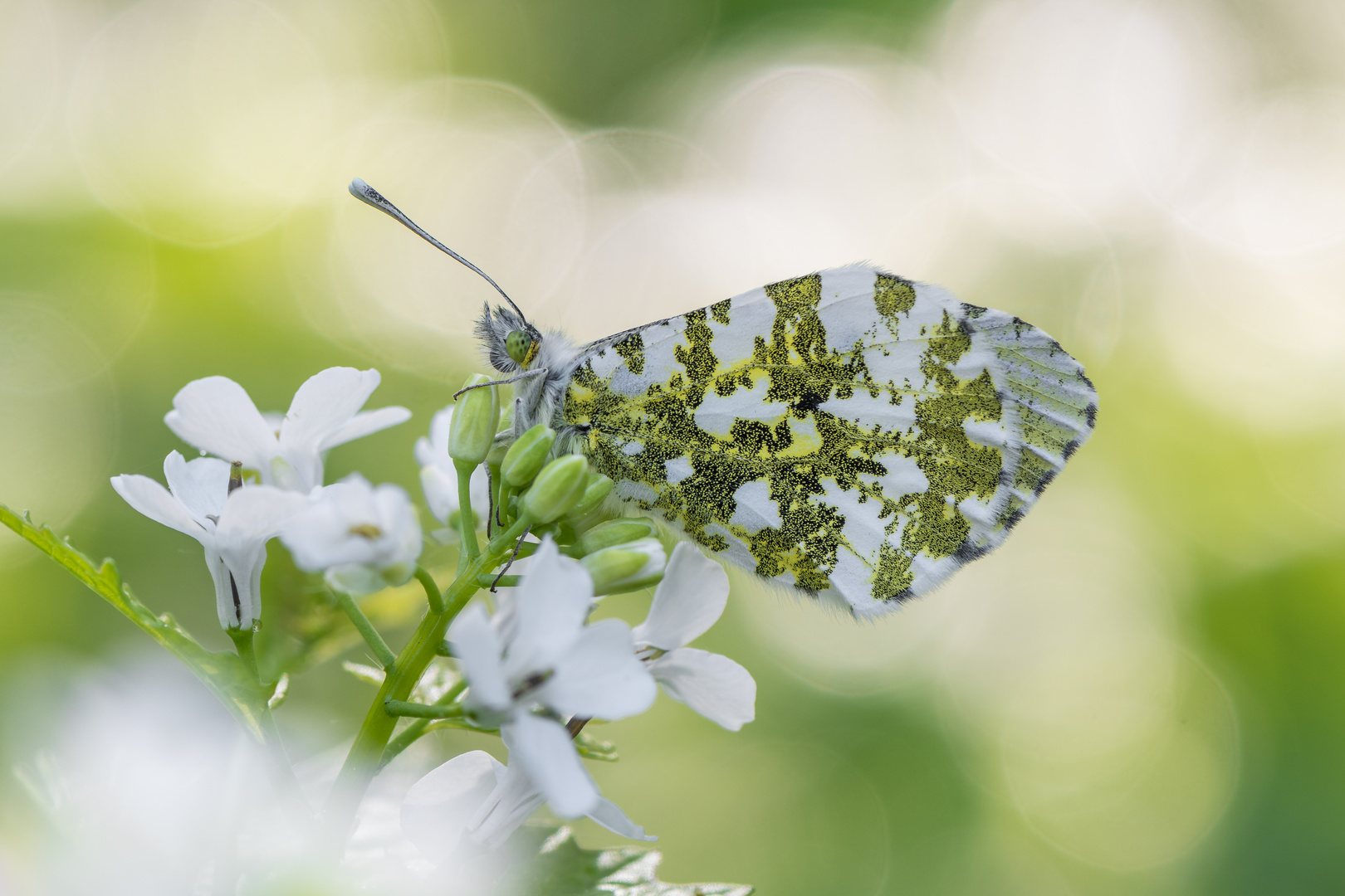 Frühling