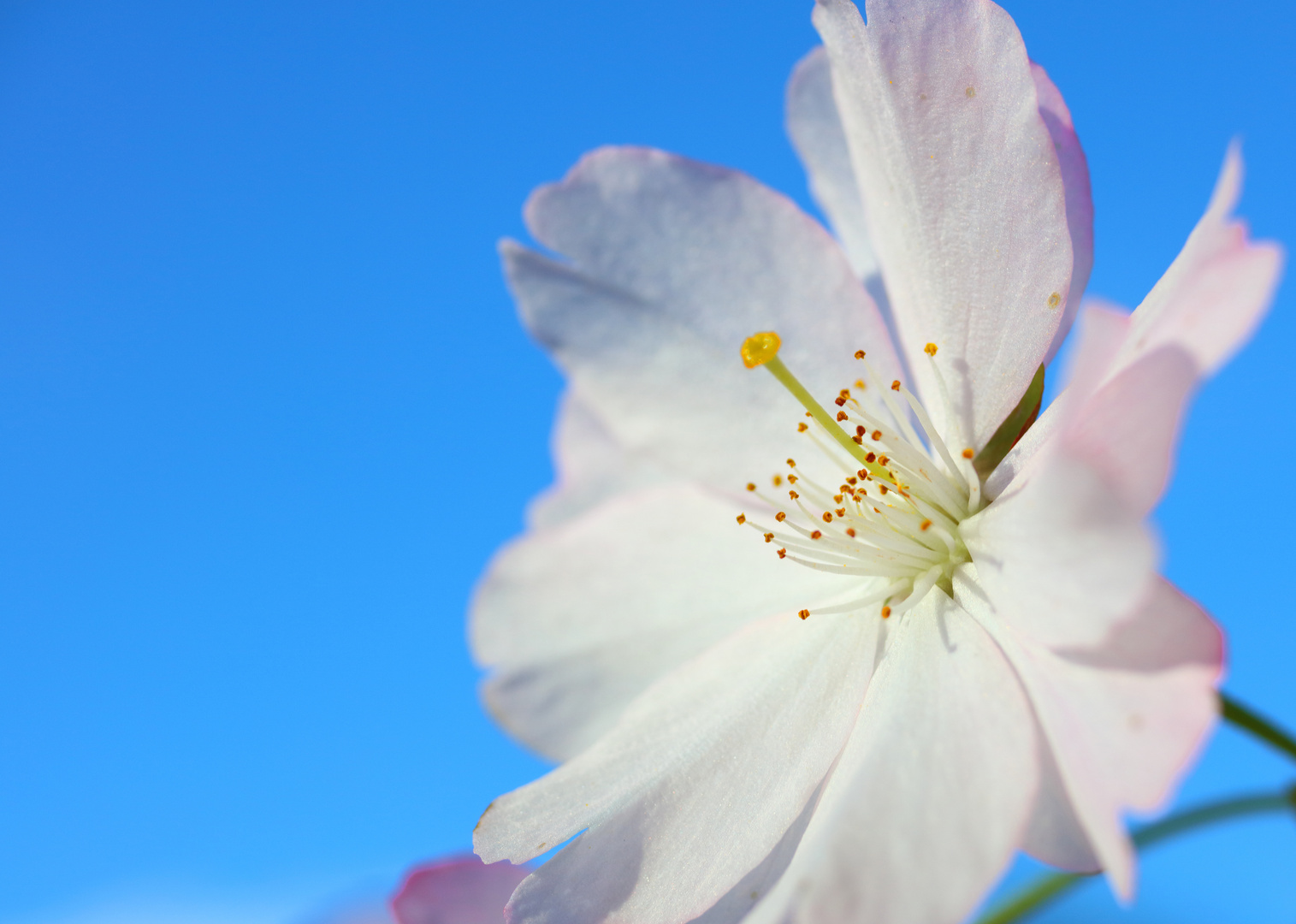 Frühling