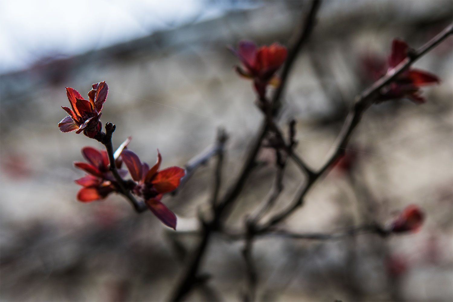 Frühling