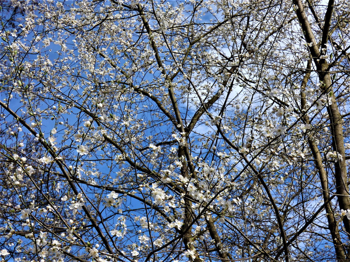 Frühling