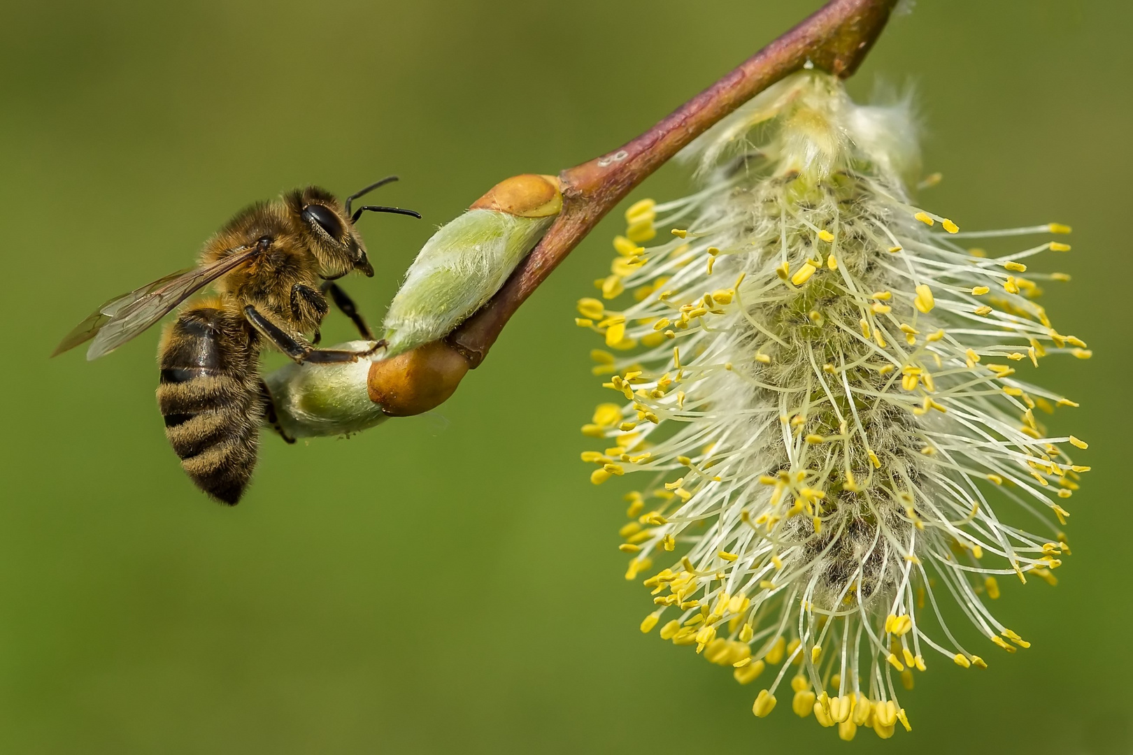 Frühling