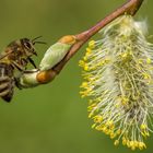 Frühling