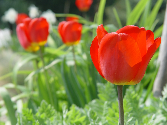 Frühling