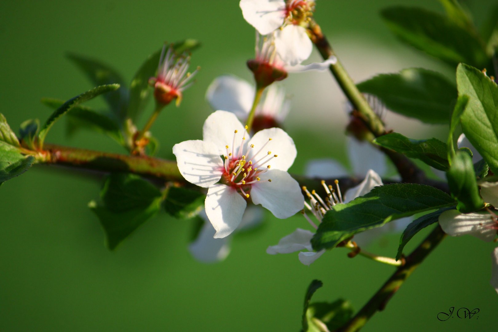 Frühling