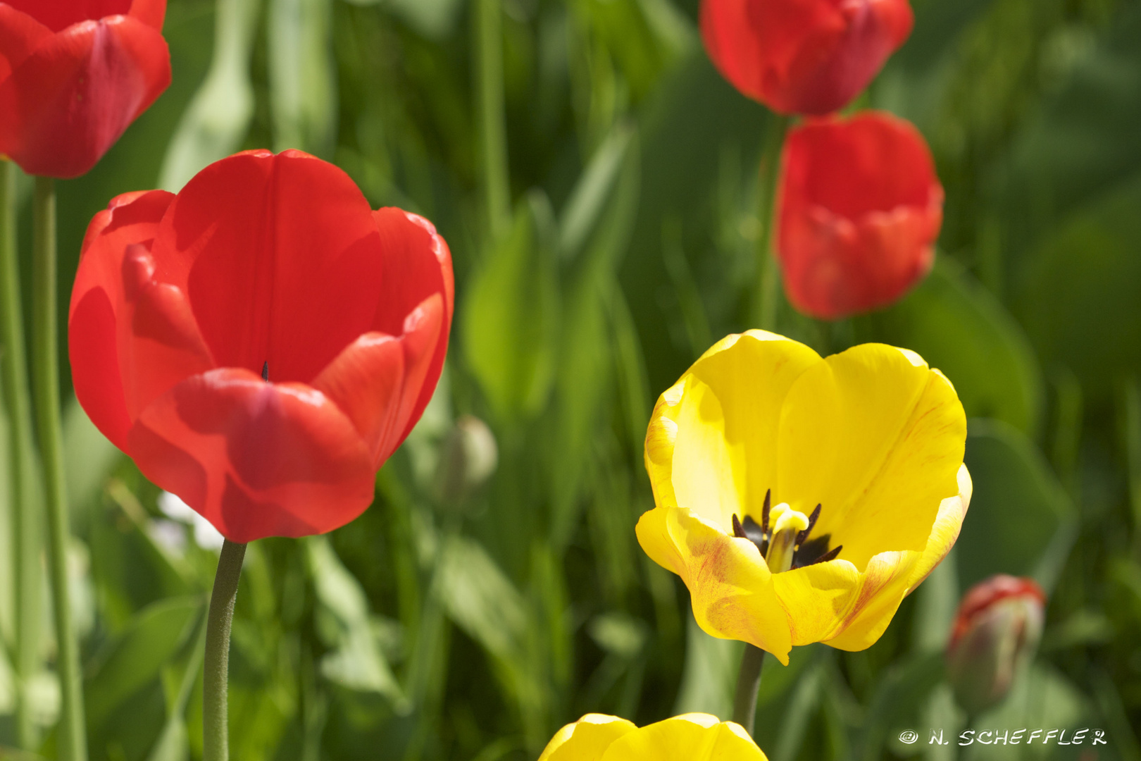 Frühling