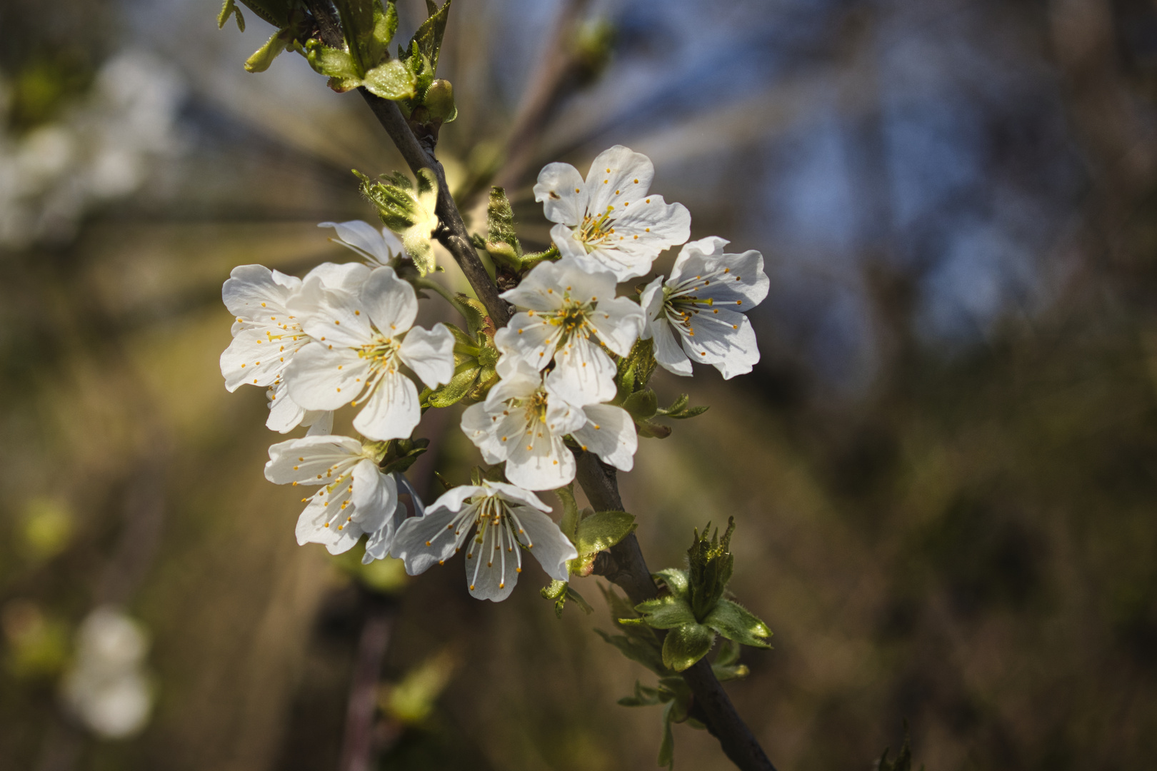 Frühling