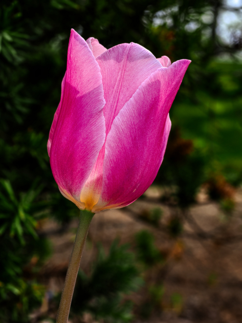 Frühling