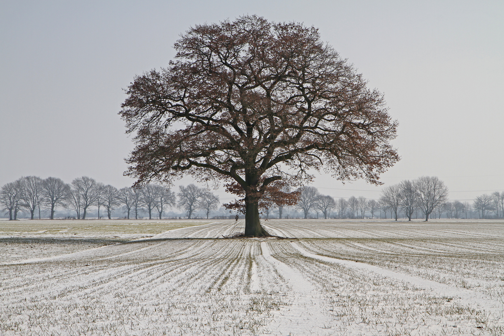 Frühling ???