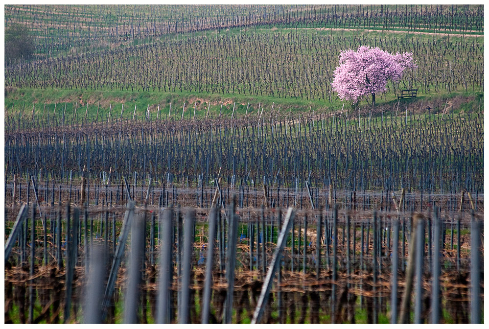 Frühling?