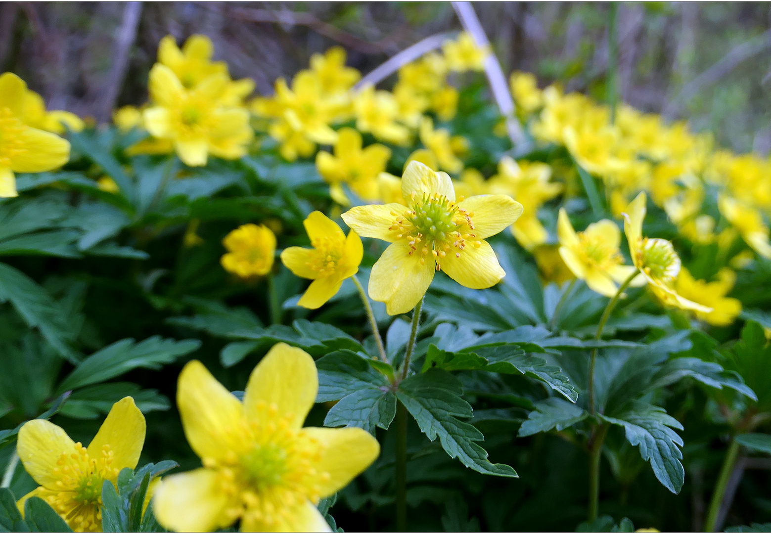 ...frühling...