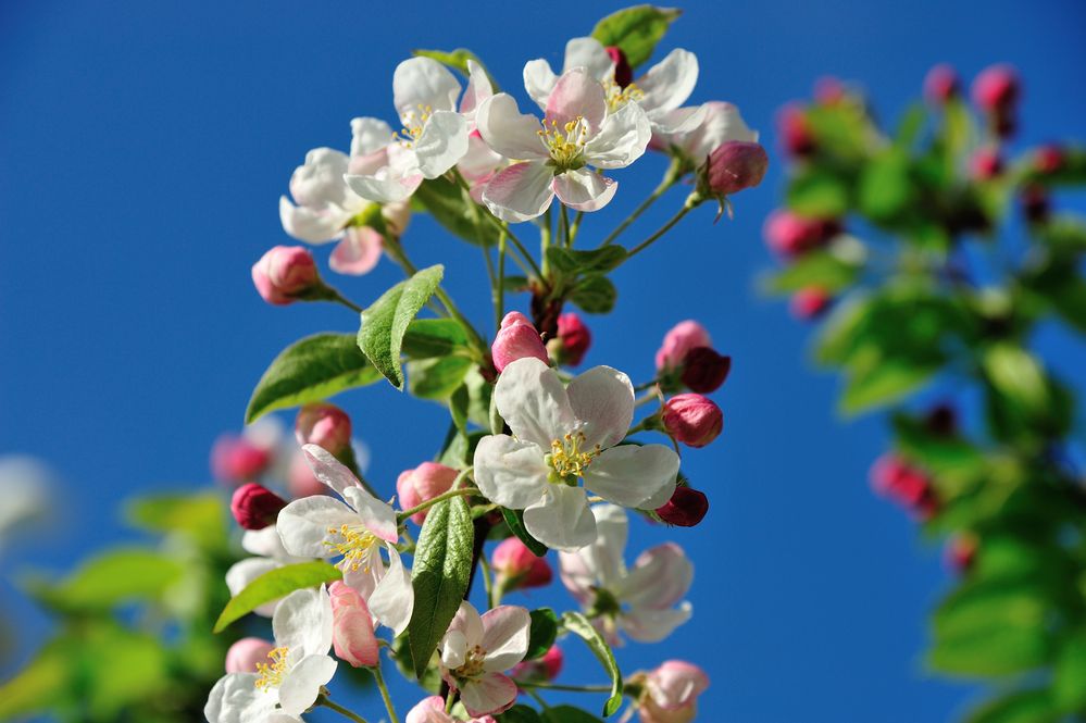 Frühling